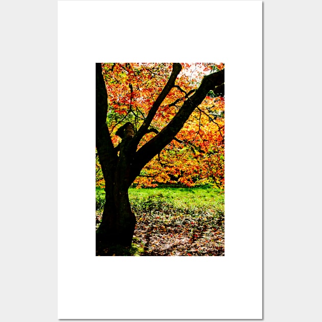 Autumn Acer Tree Westonbirt Arboretum Cotswolds Gloucestershire Wall Art by AndyEvansPhotos